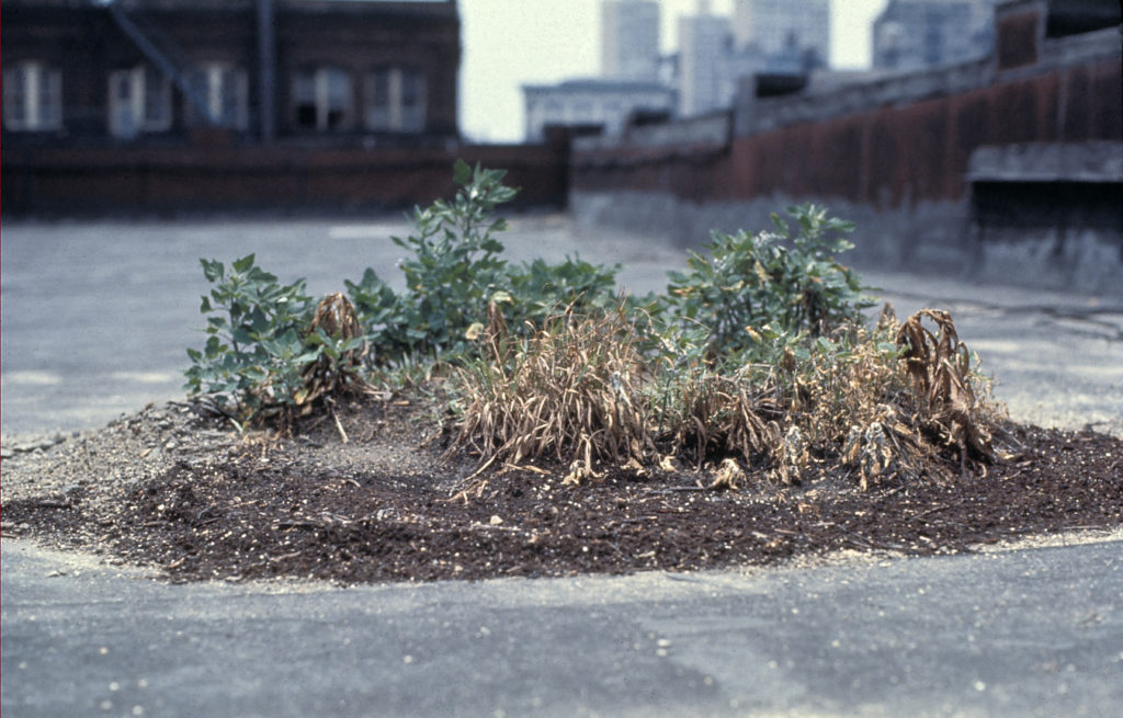 Hans Haacke, Bowery Seeds, 1970, © Hans Haacke VG Bild-Kunst, Bonn 2020