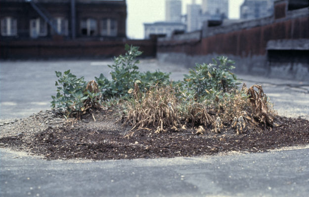Hans Haacke, Bowery Seeds, 1970, © Hans Haacke VG Bild-Kunst, Bonn 2020